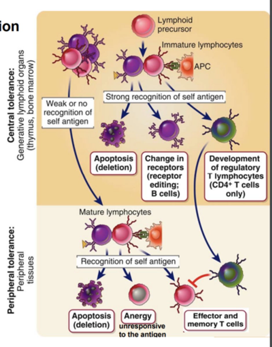 <p>- Ig gene rearrangements <br>- self reactivity<br>- receptor editing<br>- clonal deletion (apoptosis)</p>