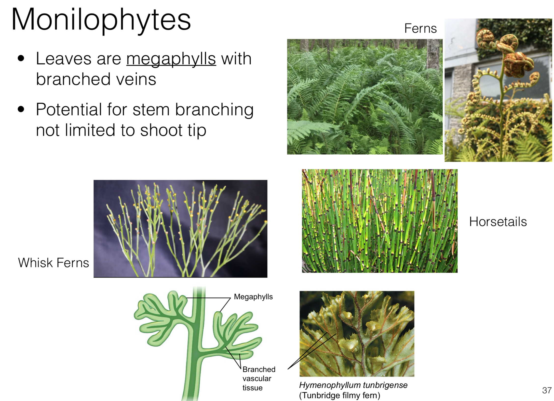 <p>A group of vascular plants that reproduce by spores and are characterized by having leaves with a branching vein pattern and have well-developed vascular systems for transporting water and nutrients and typically produce large, compound leaves called fronds</p><ul><li><p>Include ferns, horsetails, and whisk ferns</p></li></ul>