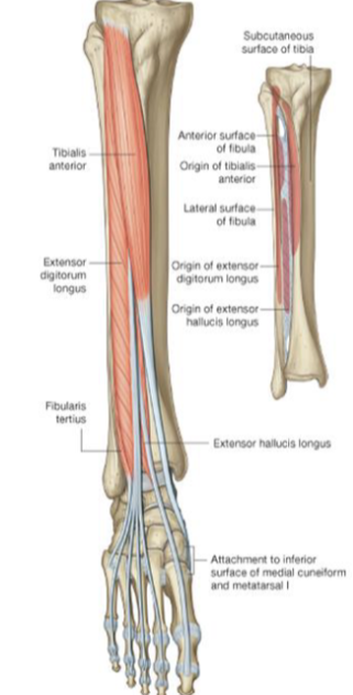 <p>Extensor hallucis longus </p>