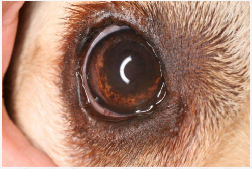 <p>which of those is in this picture?</p>