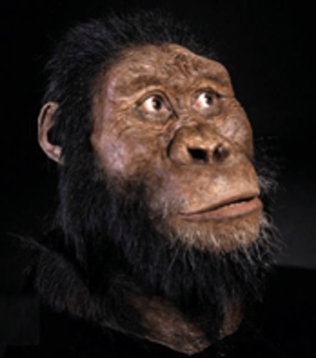 <p>Lived in forested region</p><p>- ALSO HAD PRIMITIVE DENTITION</p>