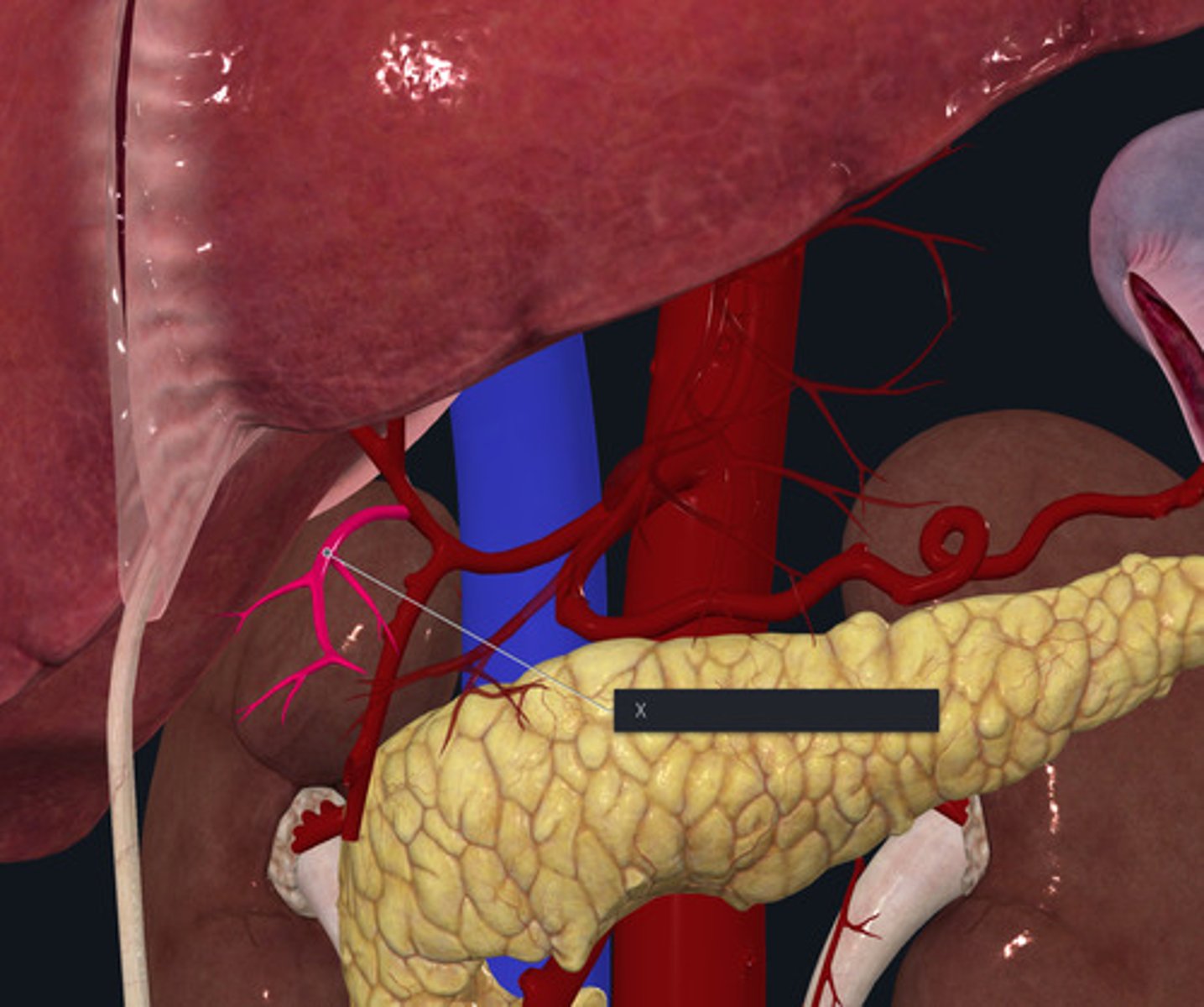 <p>Name the Vessel highlighted pink and marked with the X/ off of common heptic artery and joints left gastric artery along the leser curvature of the stomach</p>
