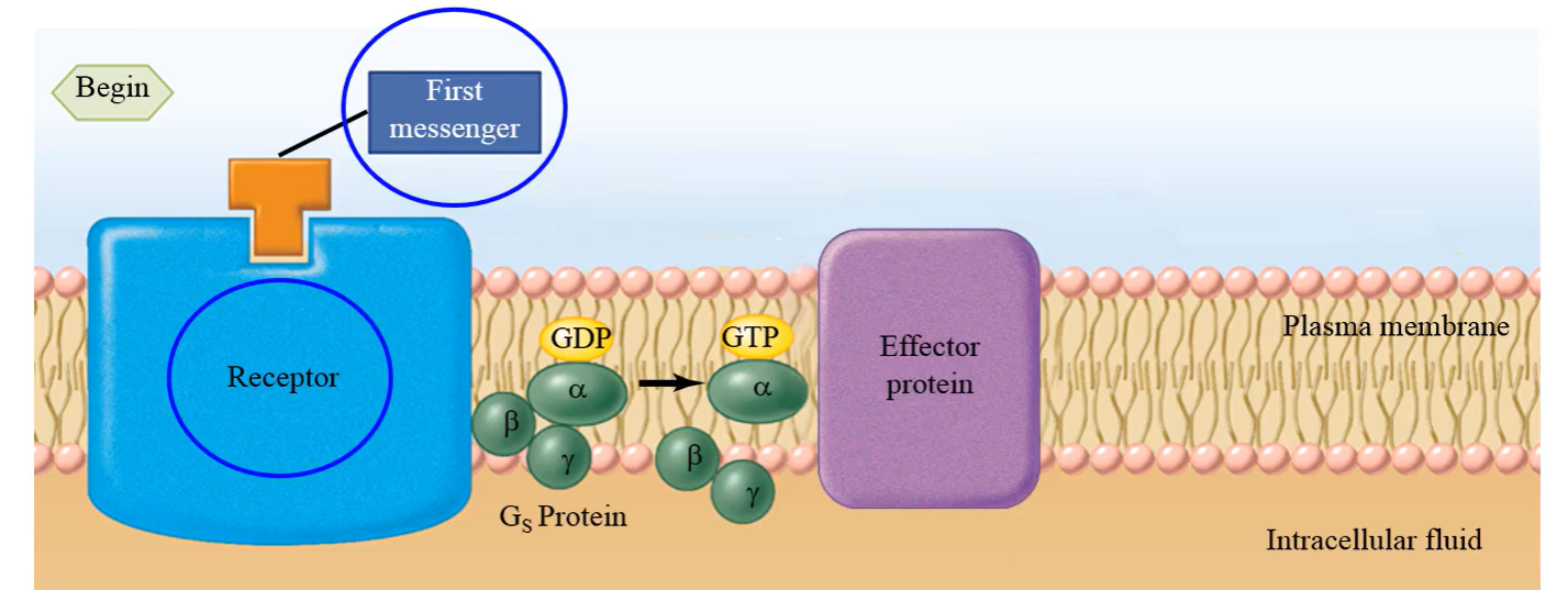 <p>conformational change in that receptor, altering the affinity of the alpha subunit of the G-protein for GDP</p>