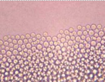 <p>no pseudohyphae</p><p>round yeast</p>