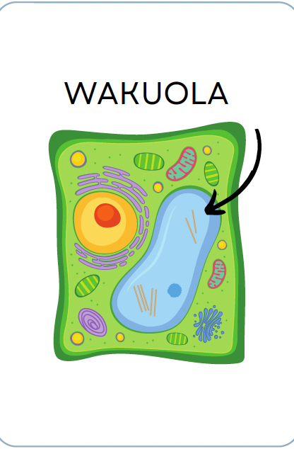 <p>WAKUOLA</p>