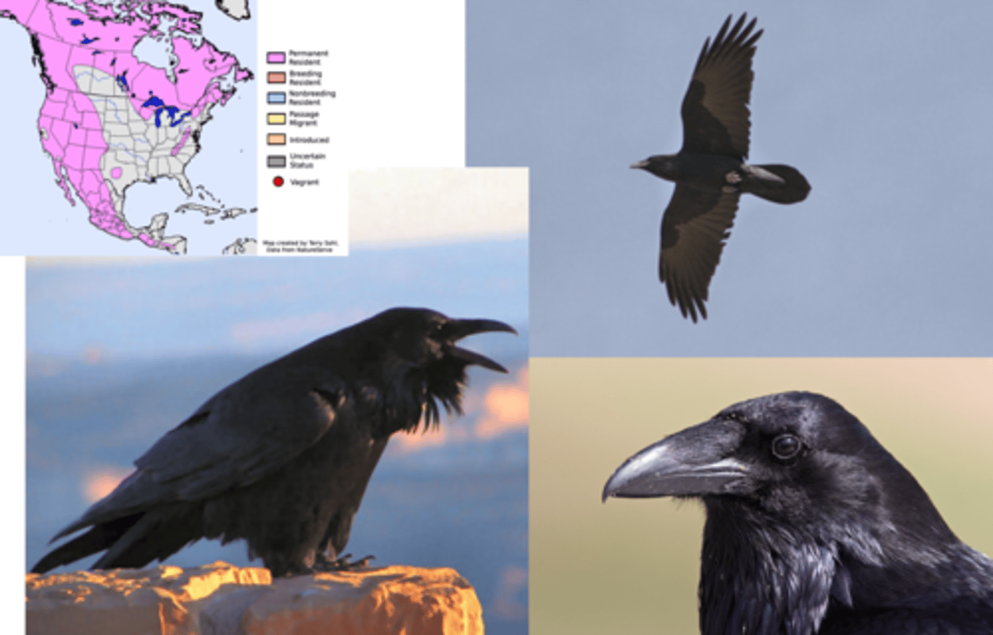 <p>Identification</p><p>- Large, all-black bird with thick bill and shaggy throat feathers.</p><p>- Often confused with crows but larger and with a deeper, croaking call, and a heavier bill. Raven tailfeathers when fanned out have a diamond shape versus crows with a fan shape.</p><p>Behaviour / Adaptation</p><p>- Highly intelligent corvid—problem-solving, tool use, and play behaviors observed.</p><p>- Omnivorous diet: eats carrion, berries, insects, human food scraps.</p><p>- Common in mountain areas, forests, and coastal headlands and islands.</p><p>Indigenous stories</p><p>- The trickster – In many First Nations stories along the BC coast (including Haida, Tlingit, Tsimshian, Kwakwaka’wakw), Raven is a powerful figure who can shape-shift, create, and deceive, often teaching lessons through mischief.</p><p>- Bringer of light – One well-known Haida story tells of Raven stealing the sun, moon, and stars from a greedy chief and releasing them into the world, bringing light to humanity.</p>