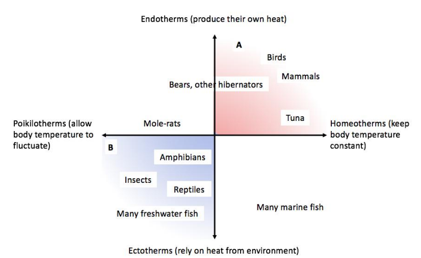 <p><strong><u>Thermal Response Curves for Mouse &amp; Lizard: Figure 1</u></strong></p><ul><li><p>The temperature you live in does not necessarily determine internal temperature</p></li><li><p><span style="color: red">Endotherms</span> produce their own heat independent from environment and their body temperature stays constant over changing temperatures</p></li><li><p><span style="color: blue">Ectotherms (cold-blooded) </span>have their body temperatures adapt based on changing temperature which you can see on the curve</p></li></ul><p></p><p><strong><u>Types of Thermoregulation: Figure 2</u></strong></p><ul><li><p><span style="color: red">Endotherms (Warm-blooded) PRODUCE THEIR OWN HEAT </span>independent from environment and their body temperature stays constant over changing temperature</p><ul><li><p>Usually but not always are also <span style="color: yellow"><strong><u>homeotherms</u></strong> </span>that regulate their own body temperature</p></li></ul></li><li><p><span style="color: blue">Ectotherms (cold-blooded)</span> have their body temperatures VARY with environmental temperature relying on that</p><ul><li><p>Are usually <span style="color: green"><strong><u>poikilotherms</u></strong> </span>in that they are the opposite of homeotherms as they do NOT regulate their own body temps resulting in FLUCTUATION</p></li></ul></li></ul><p></p><p>Some organisms, such as hibernators are <span style="color: #10acb5"><strong><u>heterotherms</u></strong> </span></p><ul><li><p>with a mixed strategy sometimes allowing body temperature to fluctuate and at other times controlling body temps.</p></li><li><p>Like bears</p></li></ul><p></p><p>Many marine fish are both <span style="color: blue">ectotherms </span>and <span style="color: yellow">homeotherms </span>will migrate to waters with constant temps to regulate their body temperatures </p><p></p><p>Mole rats</p><ul><li><p>Are both endotherms and poikilotherms</p><ul><li><p>Generate their own body heat while also relying on the temperature of their environment to regulate their body temps in underground burrows</p></li></ul></li><li><p>Mole rats can afford to have their body temperatures drop because, while they are endothermic (generate their own heat), they are also poikilothermic in their burrow environments, where temperatures are often stable, allowing them to tolerate temperature fluctuations and even periods of hypothermia without significant harm.</p></li></ul><p></p>