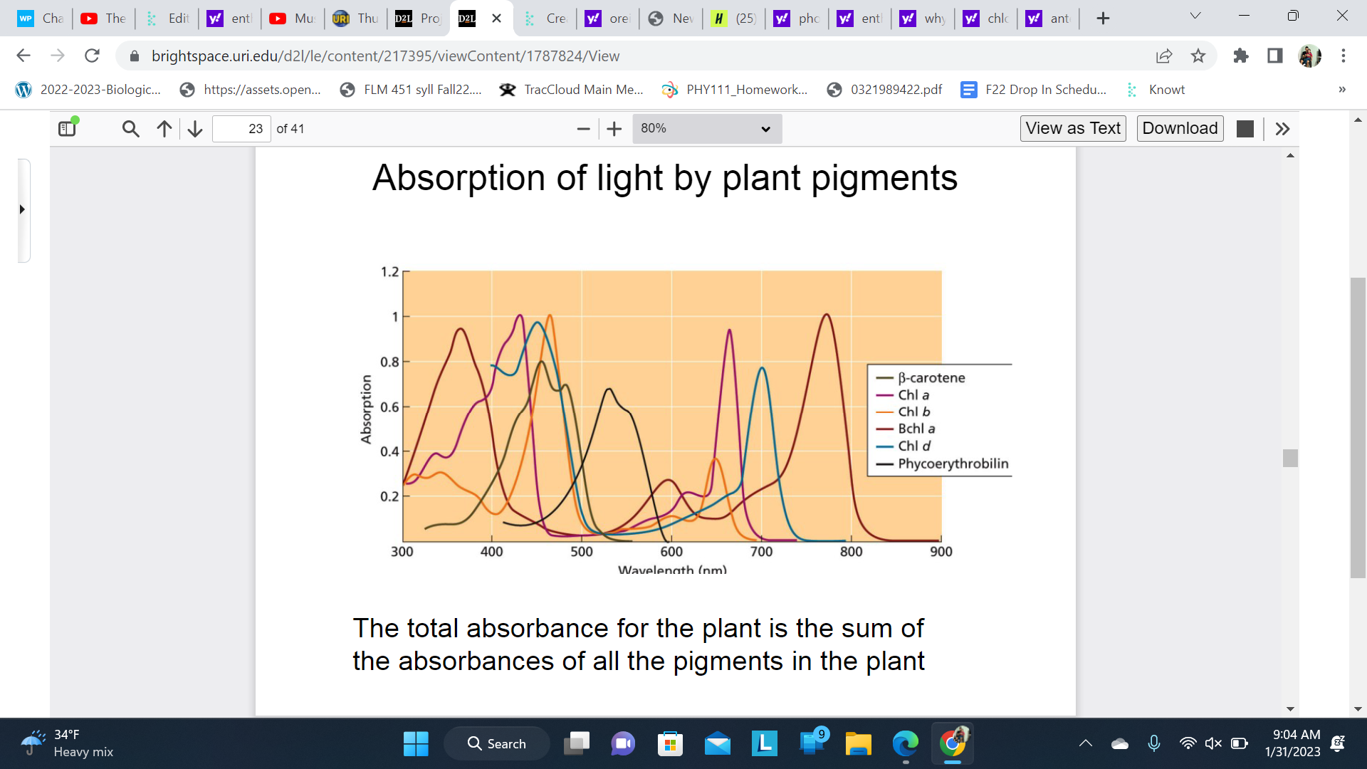 The total absorbance for the plant is the sum of the absorbances of all the pigments in the plant
