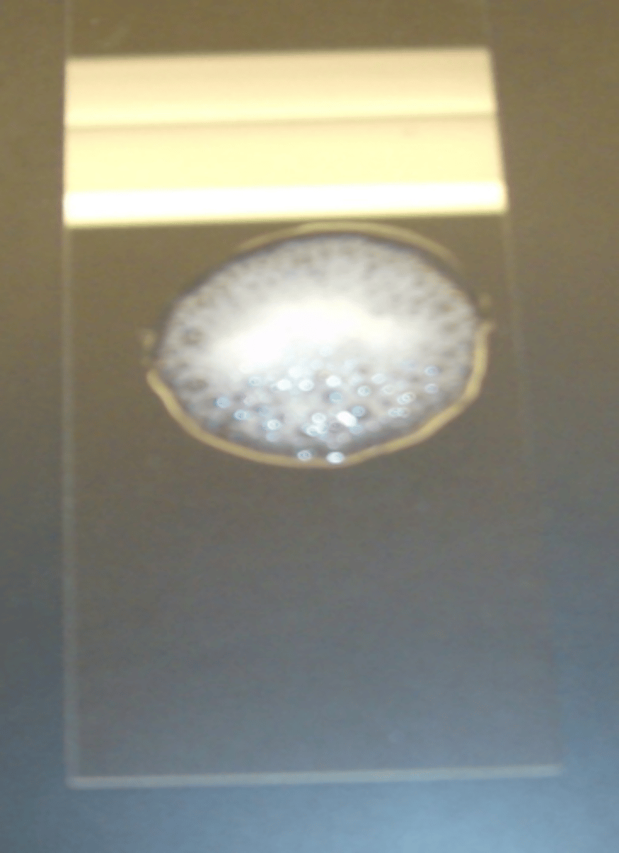 <p>- produces many bubbles</p><p>- indicates oxygen release</p>