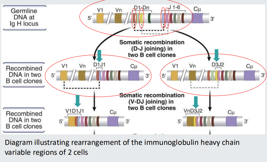 <p>Single gene segments from<strong><em> multiple alternatives</em></strong> in the germline assemble to form a <strong>unique receptor sequence.</strong></p>