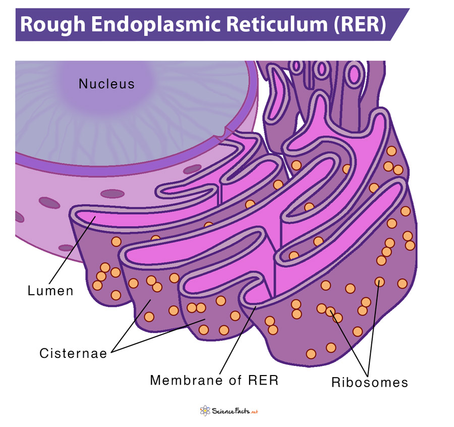 <p>has ribosomes</p>