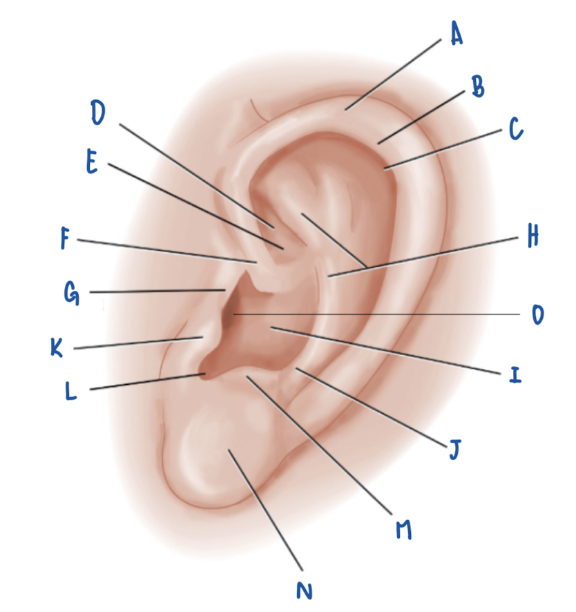 <p>Name the Part of the Pinna labeled I</p>