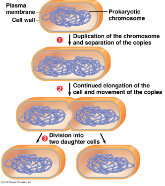 <p>Binary fission, the cell duplicates the chromosome and seperates the copies, elongating the cell as the copies move to the ‘poles’ eventually dividing into two daughter cells. <strong>It is smaller, simpler and has one circular chromosome, and is faster taking only an hour or two to replicate.</strong> </p>