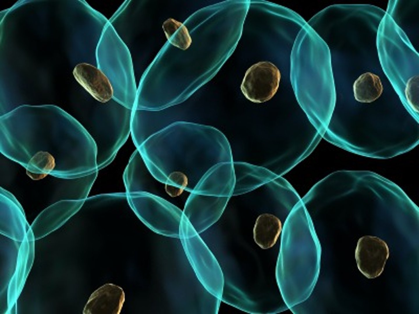 <p>A cell which is not yet specialised</p>