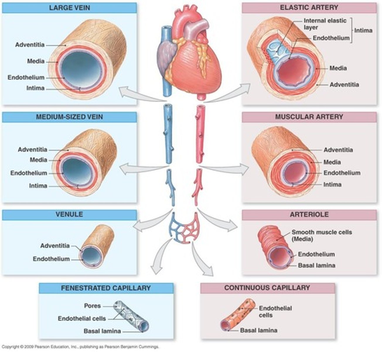 <p><span>arteries and veins</span></p>