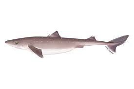 <p>Family Squalidae</p>