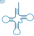 <p>Transfer RNA (tRNA)</p>