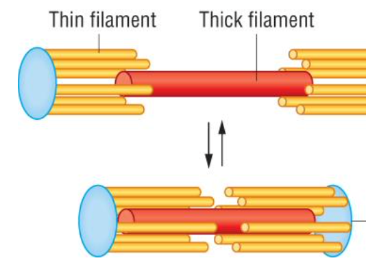 <p>are the thin filaments anchor to with the distance between been called a sarcomere, move closer together with muscle contraction</p>