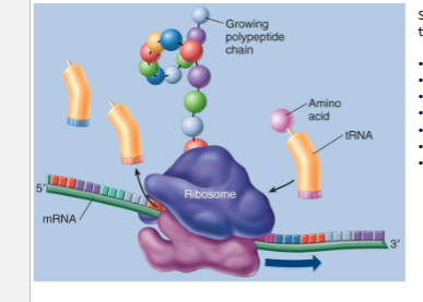 <p>Ribosomes </p><p>transfer RNA (tRNA) </p><p>Codon </p><p>Amino Acid </p><p>Genetic Code </p><p>mRNA read 5 → 3 </p><p>Significance of start and stop codons </p>