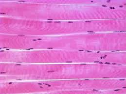 <p>Long, cylinder shape cells (Multinucleated and striated )</p>