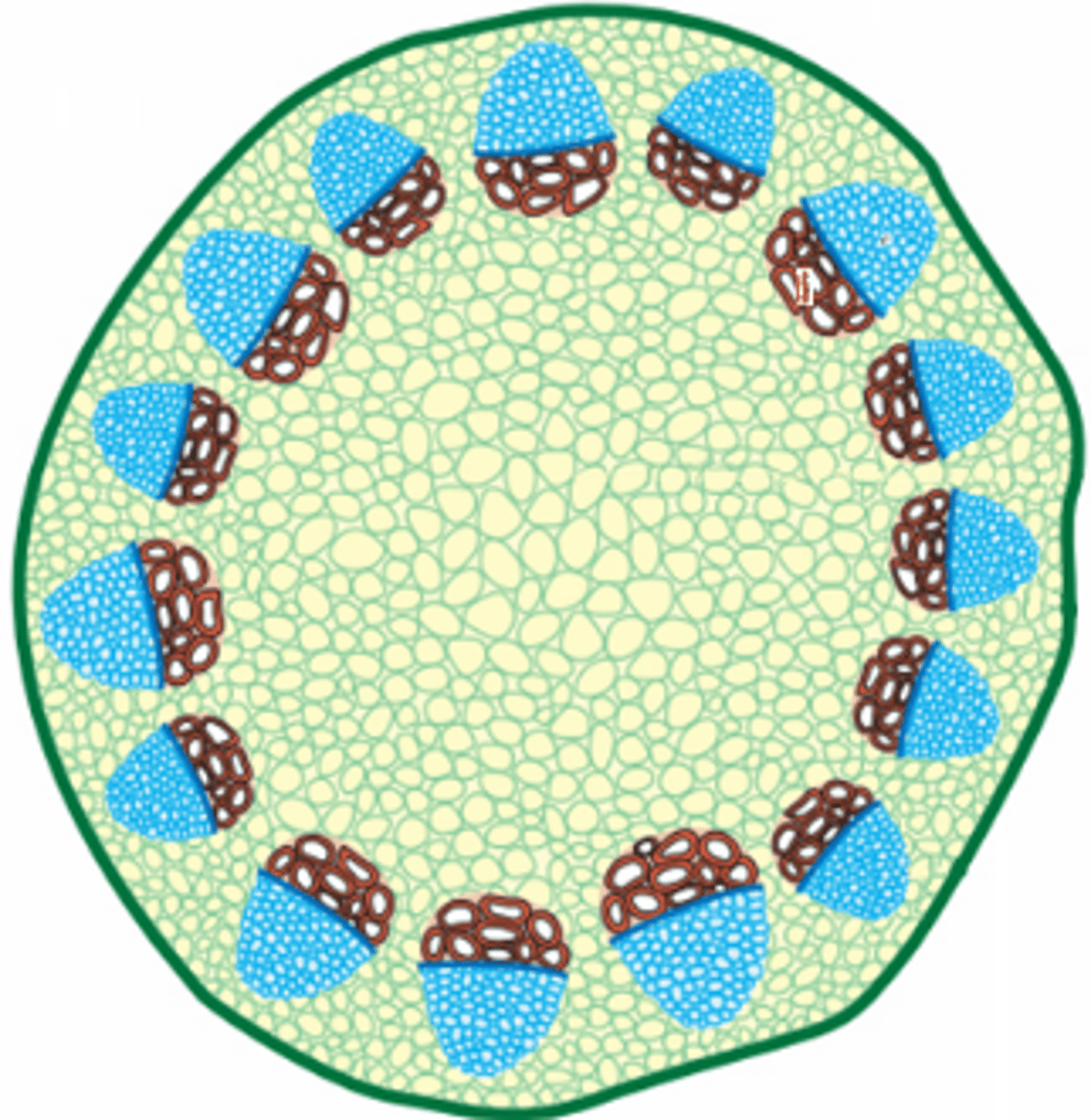 <p>Består av:</p><p>1. Ytterhud</p><p>2. Grunnvev (marg)</p><p>3. Vekstvev</p><p>4. Ledningsvev</p>