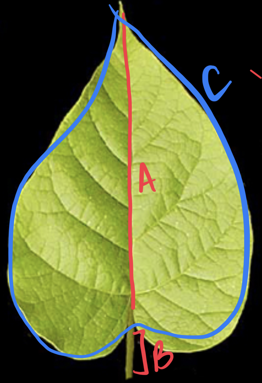 <ul><li><p>what leaf shape?</p></li><li><p>label</p></li></ul>