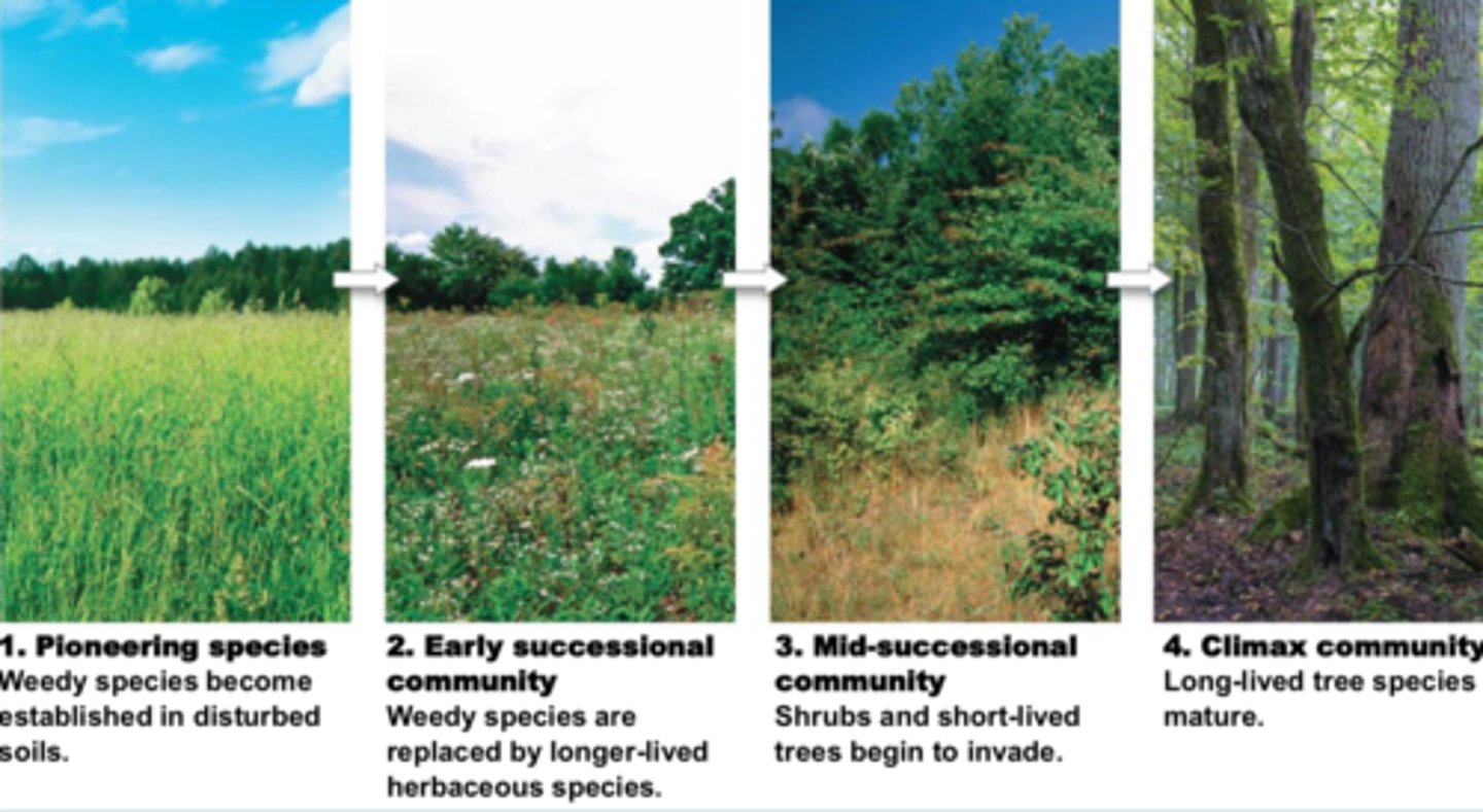 <p>Species that <strong>take over after early successional species</strong> and live longer and grow more slowly.</p><p>  - they are <span class="bgB">larger and need deeper and richer soil.</span> They need to be able to <span class="bgY">tolerate sun as well.</span></p>