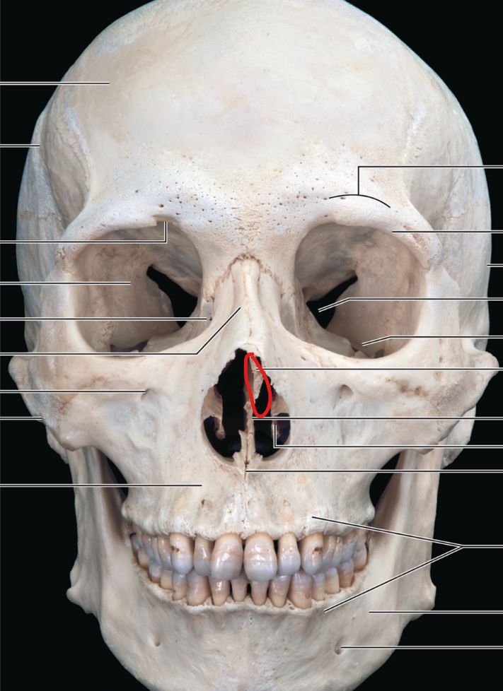 <p>Superior part of the nasal septum.</p>
