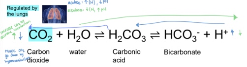 <p class="Paragraph SCXW109599019 BCX0" style="text-align: left;"><span style="line-height: 20.5042px;"><span>- Compensation for acidosis: increased ventilation → less CO2 → less carbonic acid → less free H → higher pH </span></span><br><span style="line-height: 20.5042px;"><span>- Compensation for alkalosis: decreasing ventilation → more CO2 → more carbonic acid → more free H → lower pH </span></span></p>