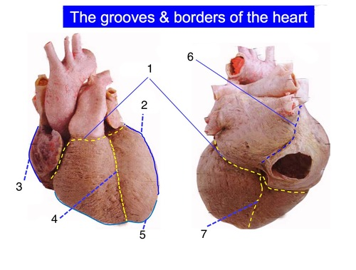 <p><span>thể hiện sự phân chia tim thành 4 buồng trên bề mặt, có 4 rãnh</span></p>