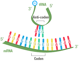 <p>helps link or “<strong>transfer</strong>” mRNA codons to specific amino acids, this occurs during the translation stage </p>