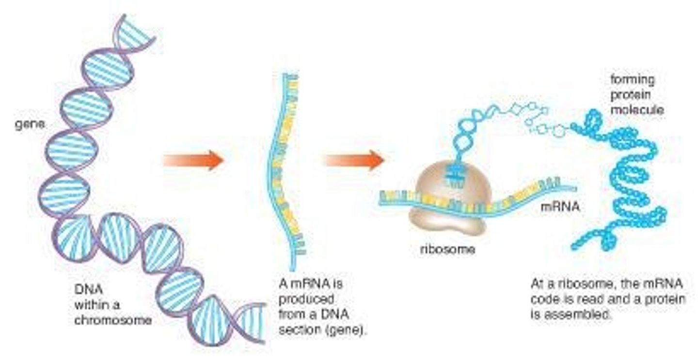 <p>The framework describing the flow of genetic information from DNA to RNA to protein, crucial in genetic engineering.</p>