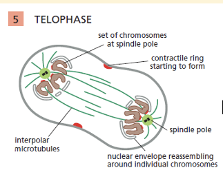 <ol><li><p>Chromosomes arrive at poles</p></li><li><p>Nuclear envelope reform</p></li></ol><p></p>