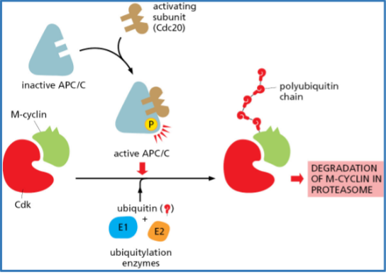 <p><span> E3 enzymes ( APC/C and SCF ) specify the target protein to be ubiquitylated!</span></p><p></p>