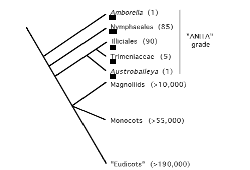 <p>Amborella</p><p>Nymphaeales</p><p>Illiciales</p><p>Trimenia</p><p>Austrobaileya</p>