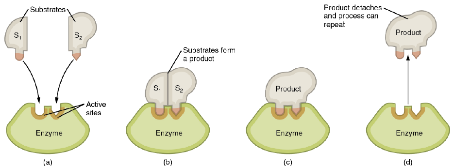 <p>reactant in enzymatic rxns. Occurs in regions of enzyme known as active sites. Enzyme catalyzes just 1 type of chemical rxn (specificity)</p>