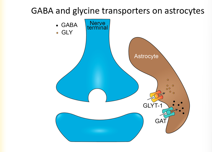 <p>do same thing as glutamate</p>