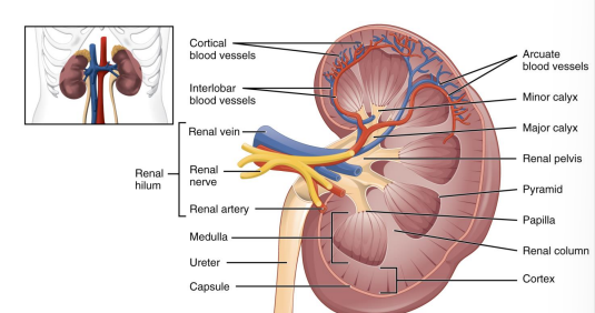 The Renal Pelvis Diagram 