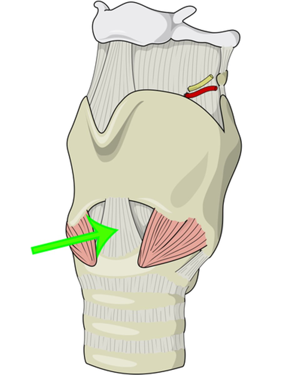 <p>connect thyroud cartilage and cricoid cartilage</p>