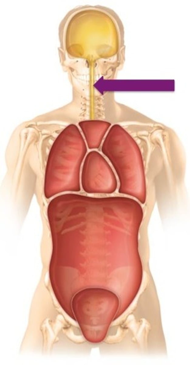 <p>Label the cavity in which the arrow is pointing.</p>