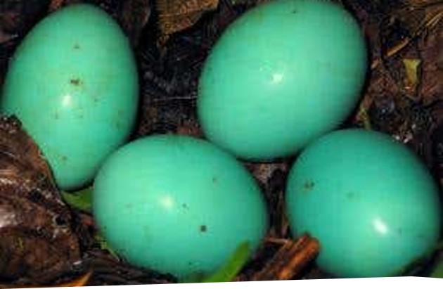 <p><span>•chicken-like</span></p><p><span>•can fly</span></p><p><span>•highly-colored eggs</span></p>