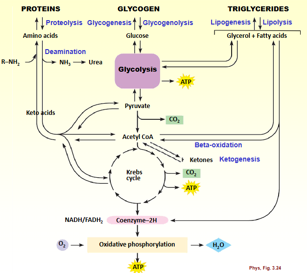 <p>Proteins → amino acids<br>Glycogen → glucose<br>Triglycerides → glycerol + fatty acids</p><p></p><p>glycolysis</p><p>pyruvate</p><p>acetyl coa</p><p>krebs cycle</p><p></p><p>oxidative phosphorylation</p>
