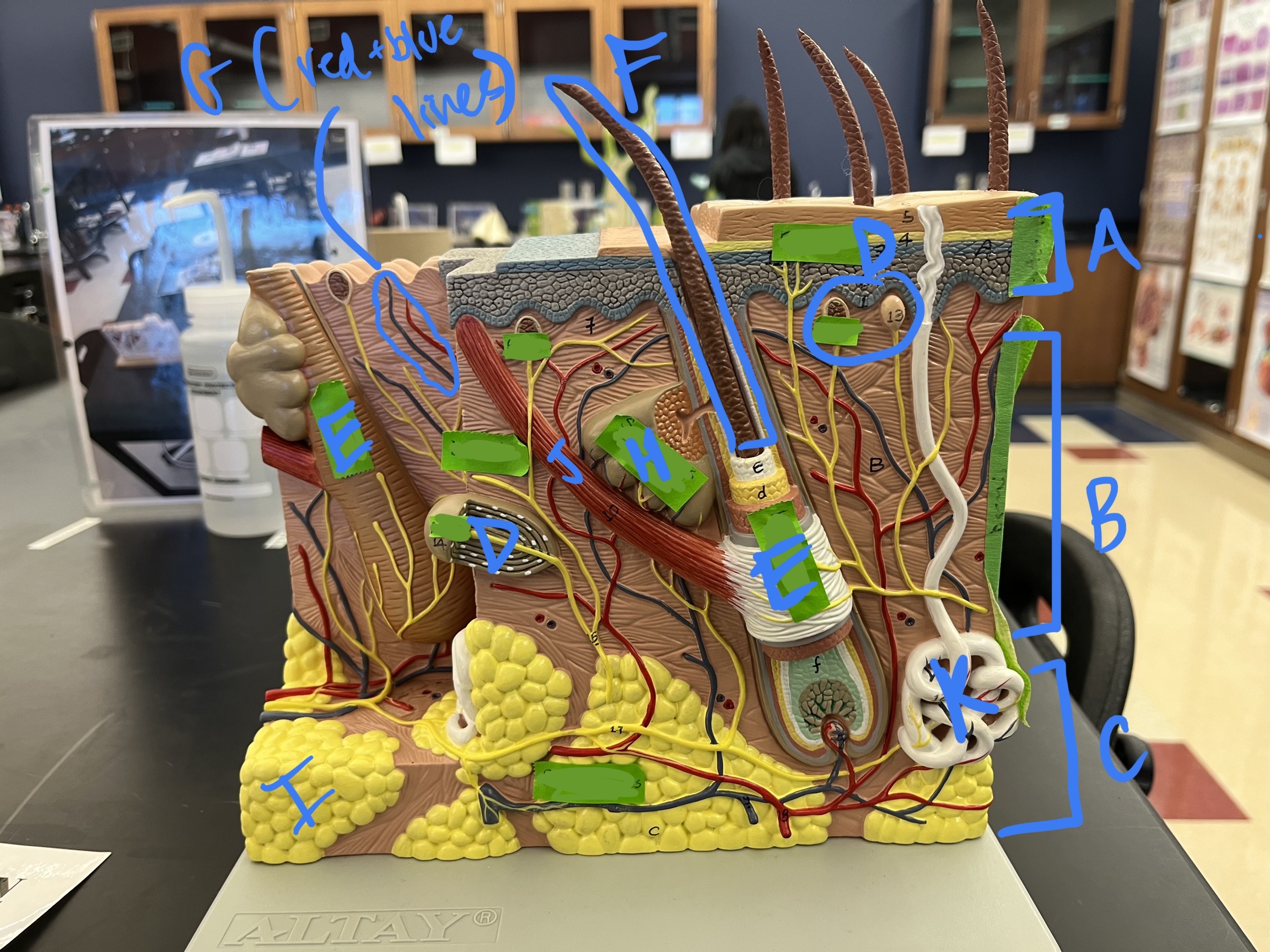 <ul><li><p>label</p></li><li><p>function of arrector pili muscle?</p></li><li><p>function of sebaceous gland?</p></li><li><p>location of receptors of pain, temp, and pressure?</p></li></ul>