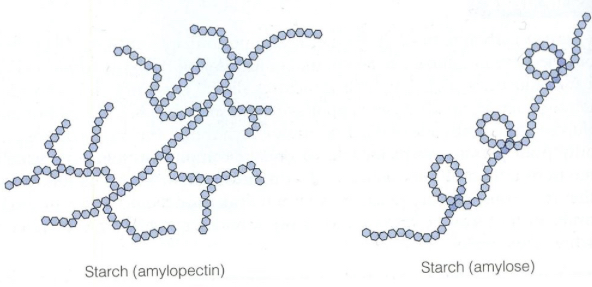 <p><span style="color: var(--color-neutral-black)">Starch is made from two different </span><strong>alpha </strong>glucose<strong> </strong><span style="color: var(--color-neutral-black)">structures :</span></p><ul><li><p>Amylose (20%)- a straight chain linked by<strong> 1,4-glycosidic </strong>bonds- amylose curls into a helix shape which allows it to be more compact</p></li><li><p>Amylopectin (80%)- a branched chain linked by <strong>1,4 </strong>and<strong> 1,6-glycosidic</strong> bonds</p></li></ul>