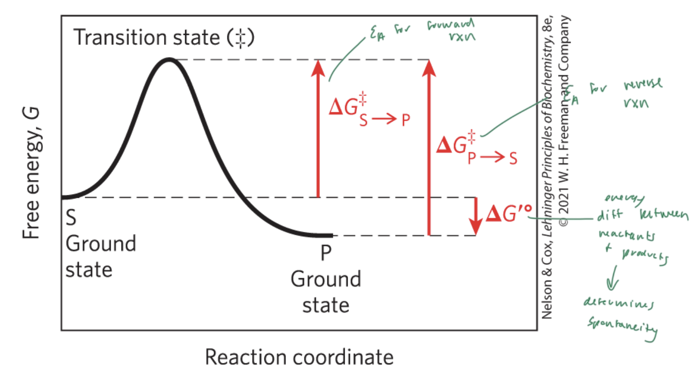 <p>transition state</p>
