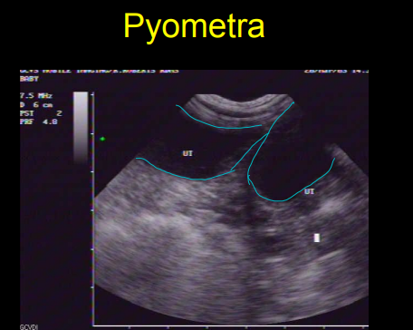 <p>Female repro abnormalities on Ultrasound</p>