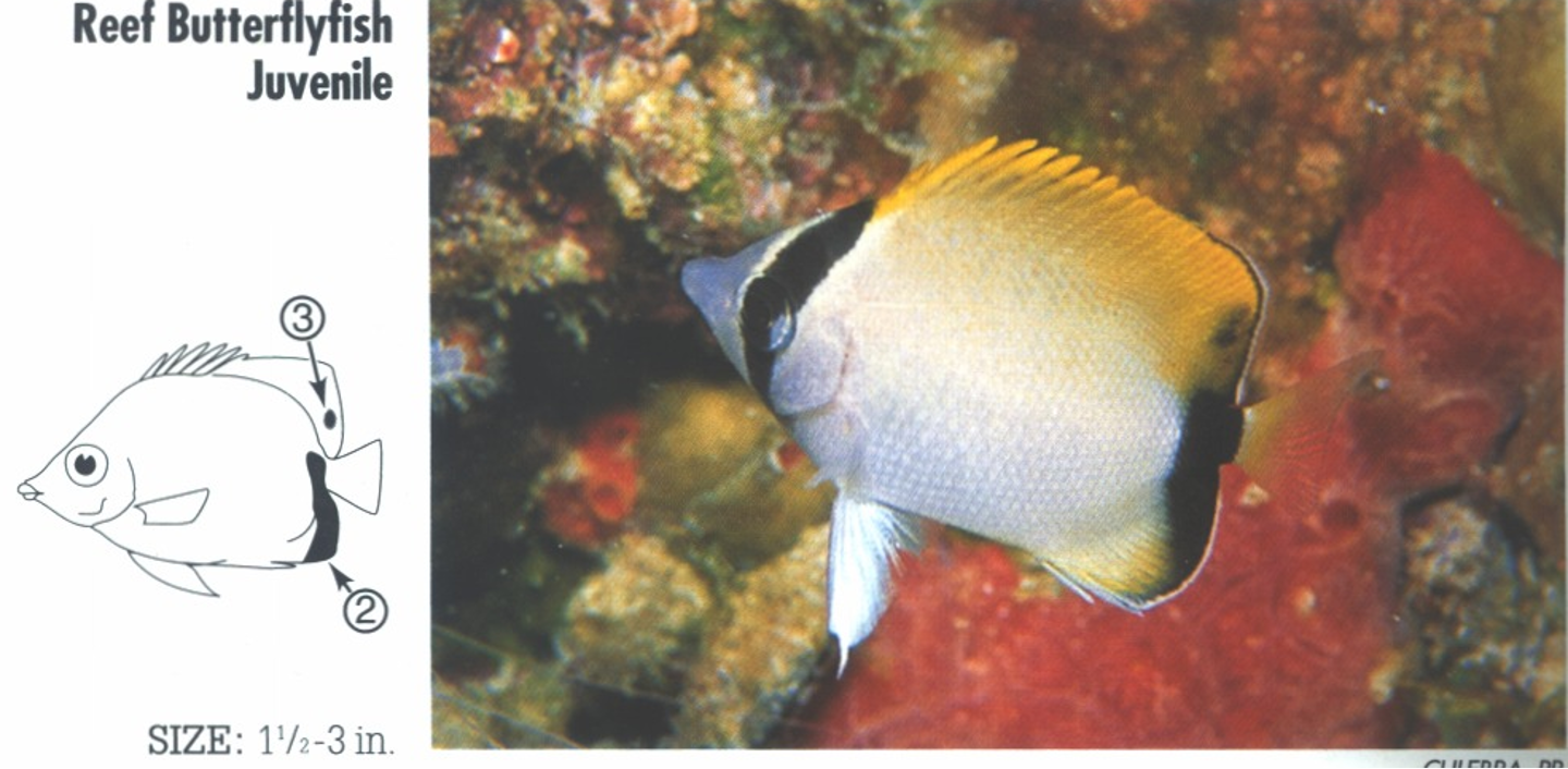 <p><span>JUVENILE: 2. Black bar on rear anal fin and base of tail. 3. Very young have small black spot on rear dorsal fin.</span></p>