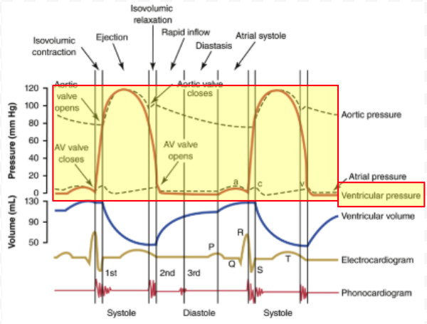 <p>Large Increasing Curve:</p><ul><li><p>Beginning of systole = Increase pressure</p><ul><li><p>AV valves close</p></li></ul></li><li><p>Middle of systole = Increased pressure opens aortic valve</p><ul><li><p>Blood ejection</p></li></ul></li><li><p>End of systole = Decreasing pressure</p><ul><li><p>Aortic valve closes</p></li></ul></li></ul><p>Flat Portion: </p><ul><li><p>Diastole = Open AV valves = Passive blood flow into ventricle</p></li></ul><p></p>
