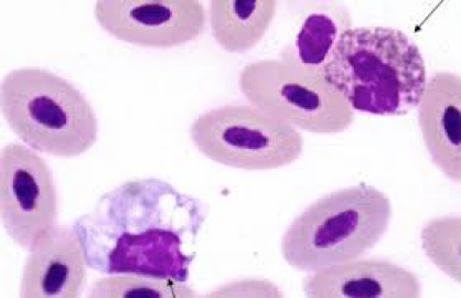 <p>what species </p>