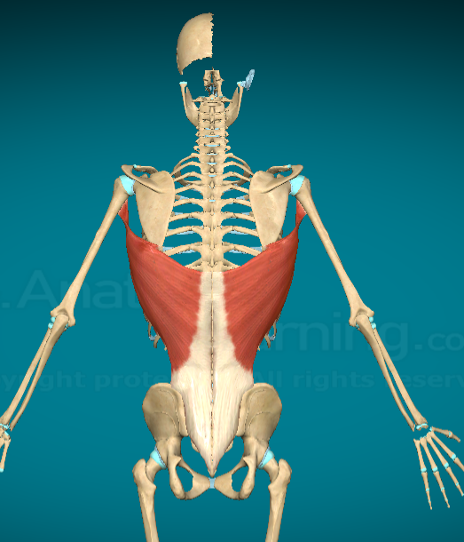 <p>What does the Latissimus Dorsi do?</p>